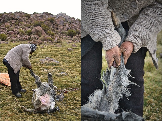 BarfussUmDieWelt-Polare-Schritt-Chile-Parinacotta-Schlachtung-Alpaka