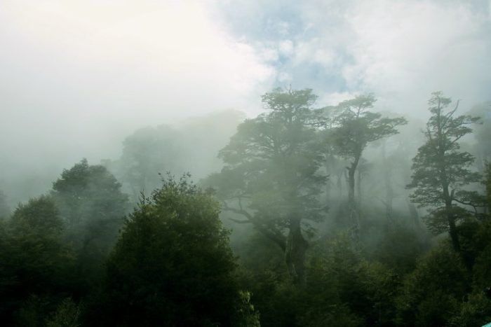 BarfussUmDieWelt-JonathanvonRosenberg-Unbeschwerte-Schritt-Chile-Villarrica-Cani-Nationalpark-Nebel-Bäume-Wald-Wolken-barfuß